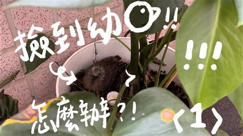 斑鳩死前的徵兆|急！撿到班鳩幼鳥！教我怎麼救牠